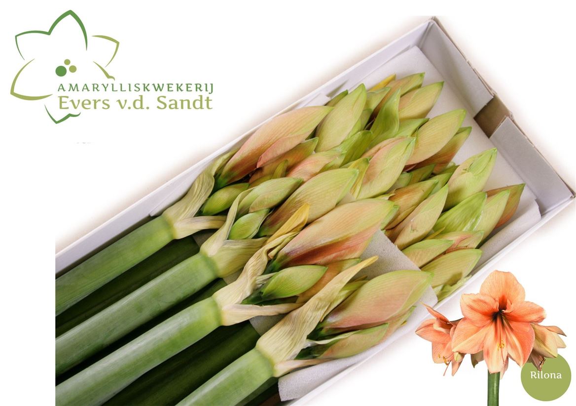 Hippeastrum Rilona 70cm