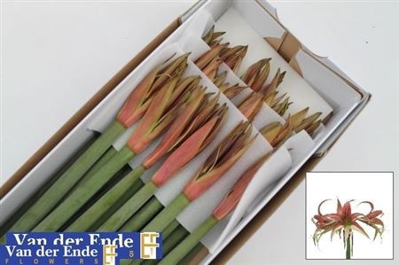 Hippeastrum Spider Tango 70cm