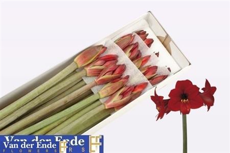 Hippeastrum Mini Rapido 75cm