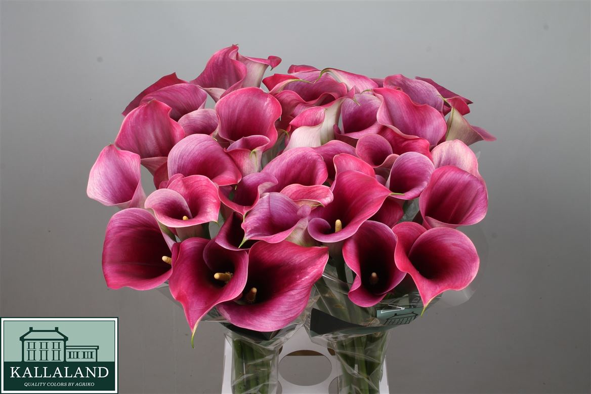 Calla Capt Promise 80cm