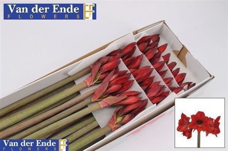 Hippeastrum Mini Rapido 60cm