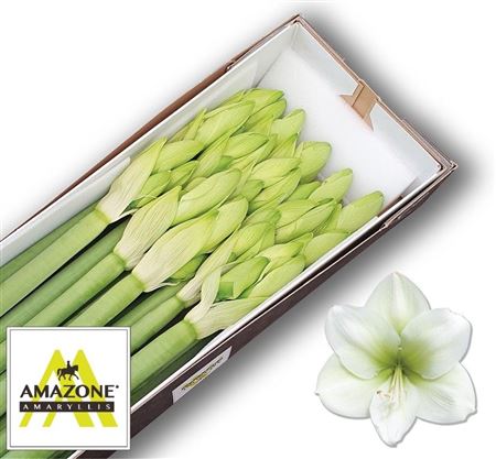 Hippeastrum Casablanca 80cm
