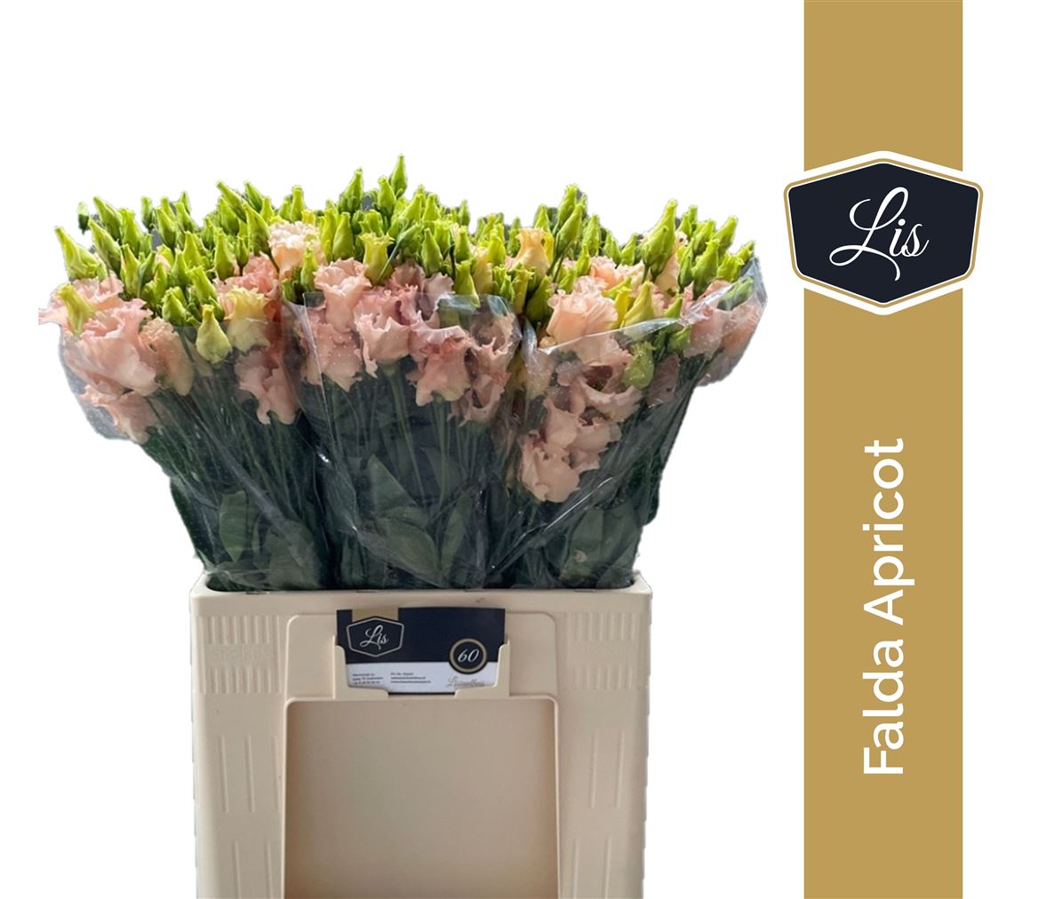 Eustoma Single Falda Apricot 65cm