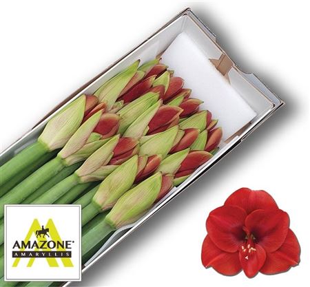 Hippeastrum Ferrari 70cm