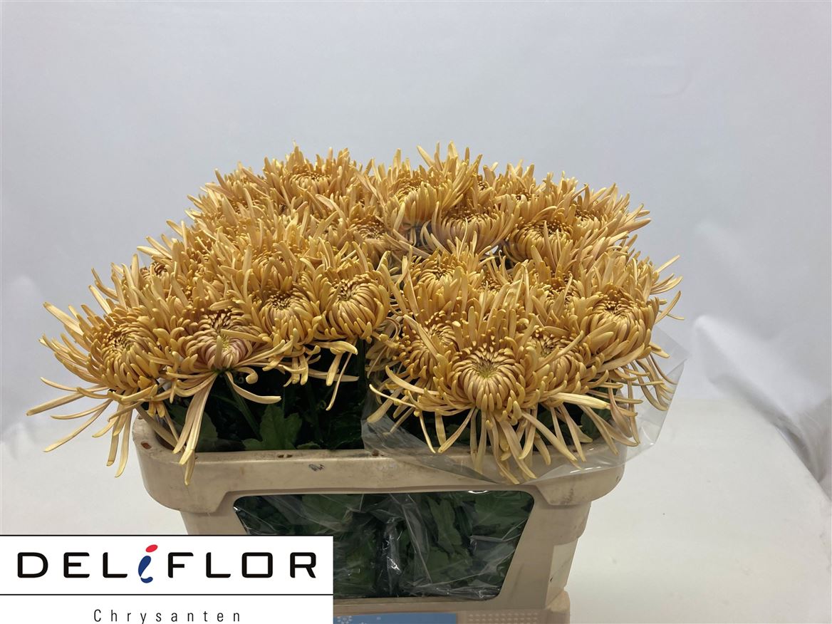 Chrys Single 70cm 85gram