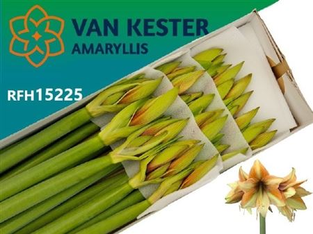 Hippeastrum Mocca 75cm