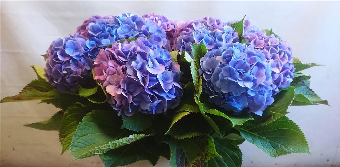 Hydrangea Bodensee Blue 90cm 16Ø