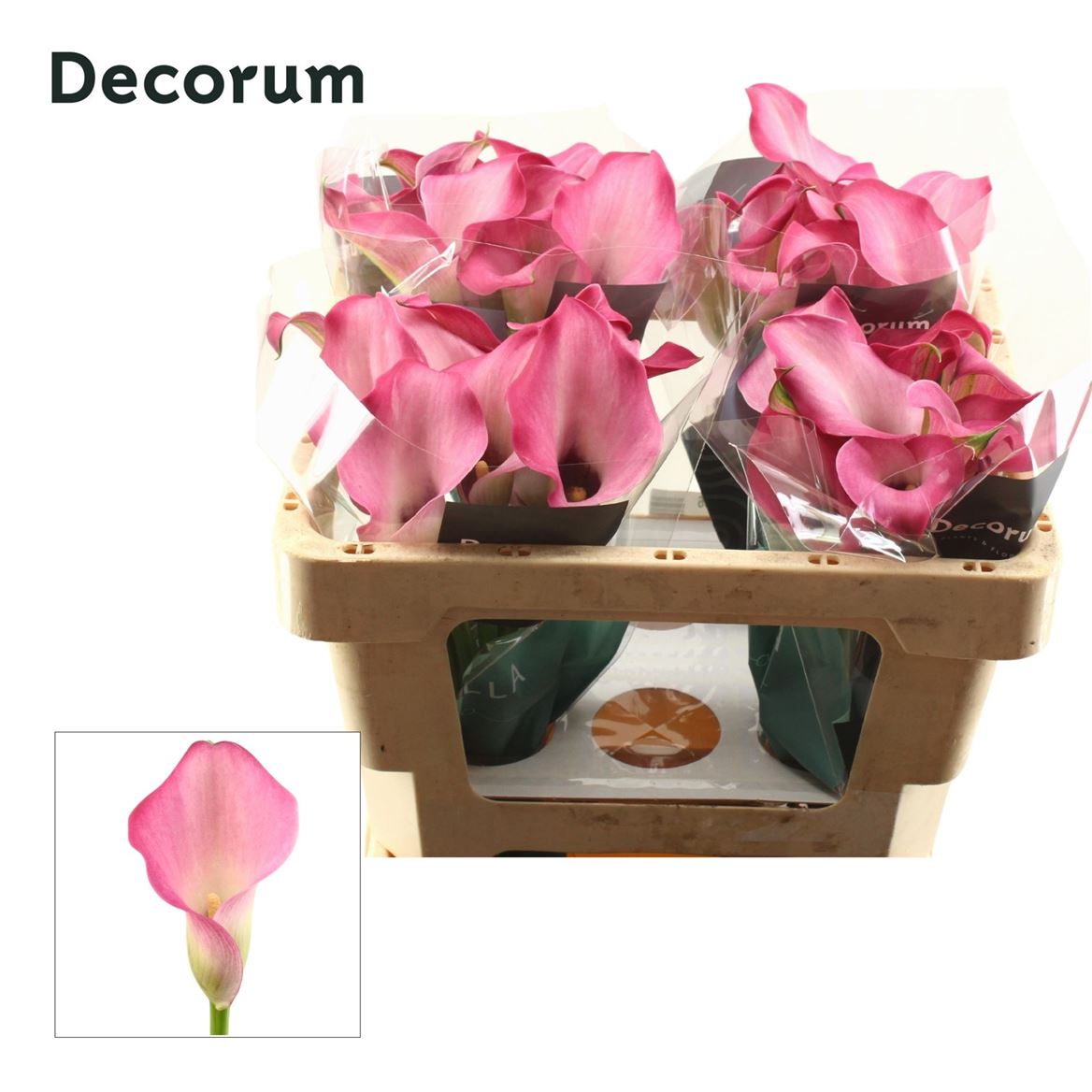 Calla Zazu 45cm