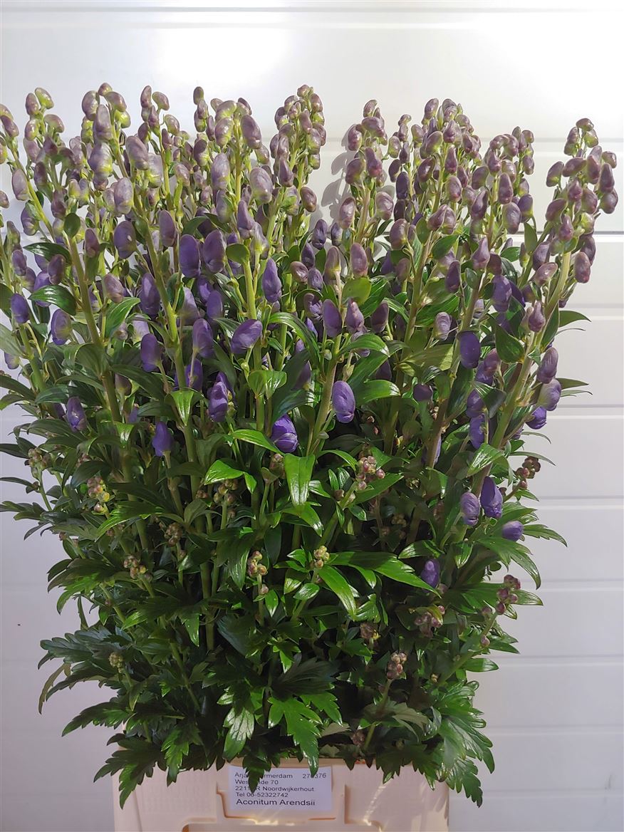 Aconitum Carmichaelii Arendsii 95cm