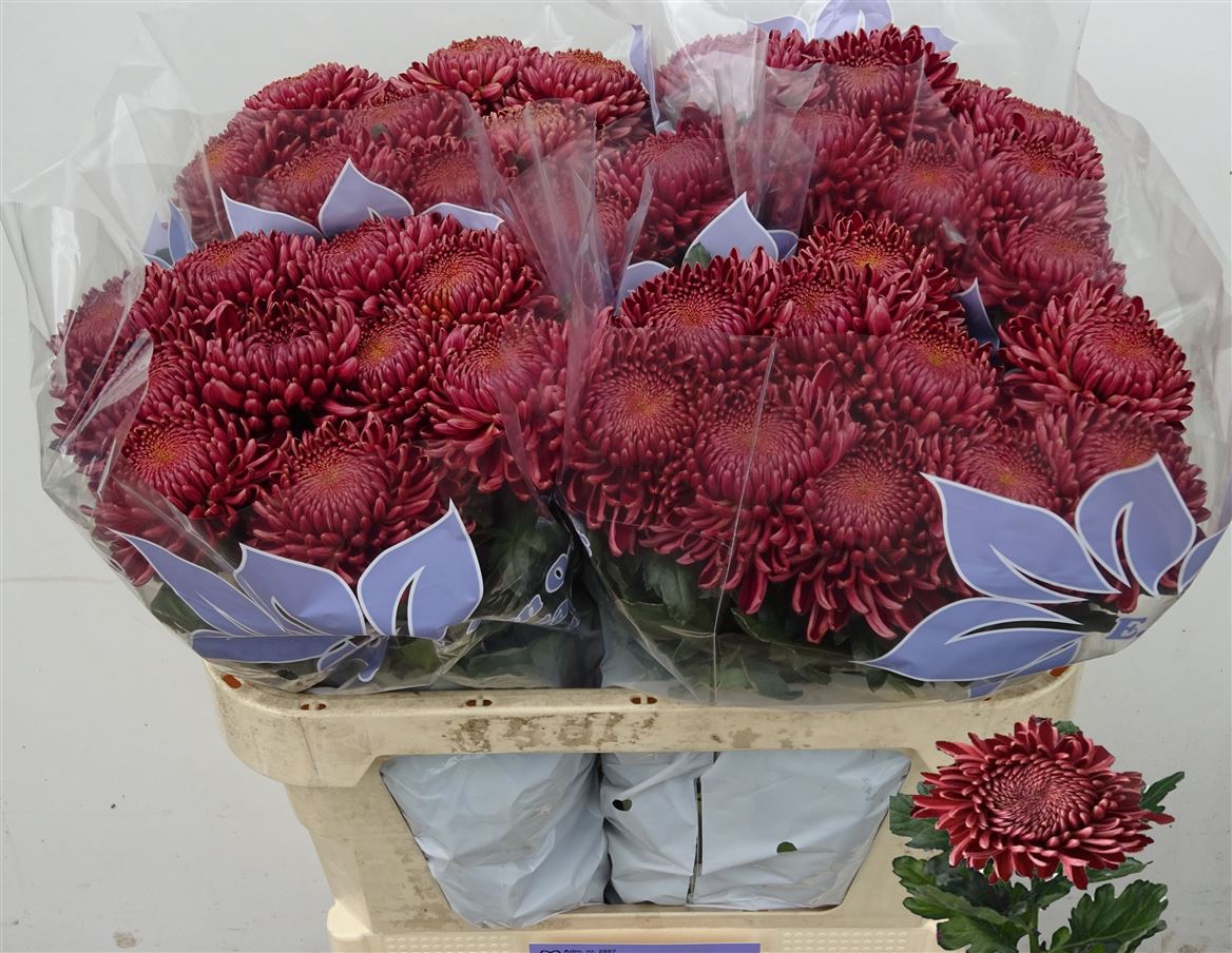 Chrys Single Bigoudi Red 70cm 105gram