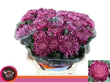 Chr G Bigoudi Purple