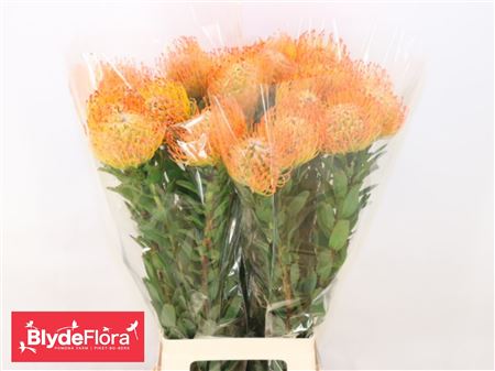 Leuco Ayoba Sun