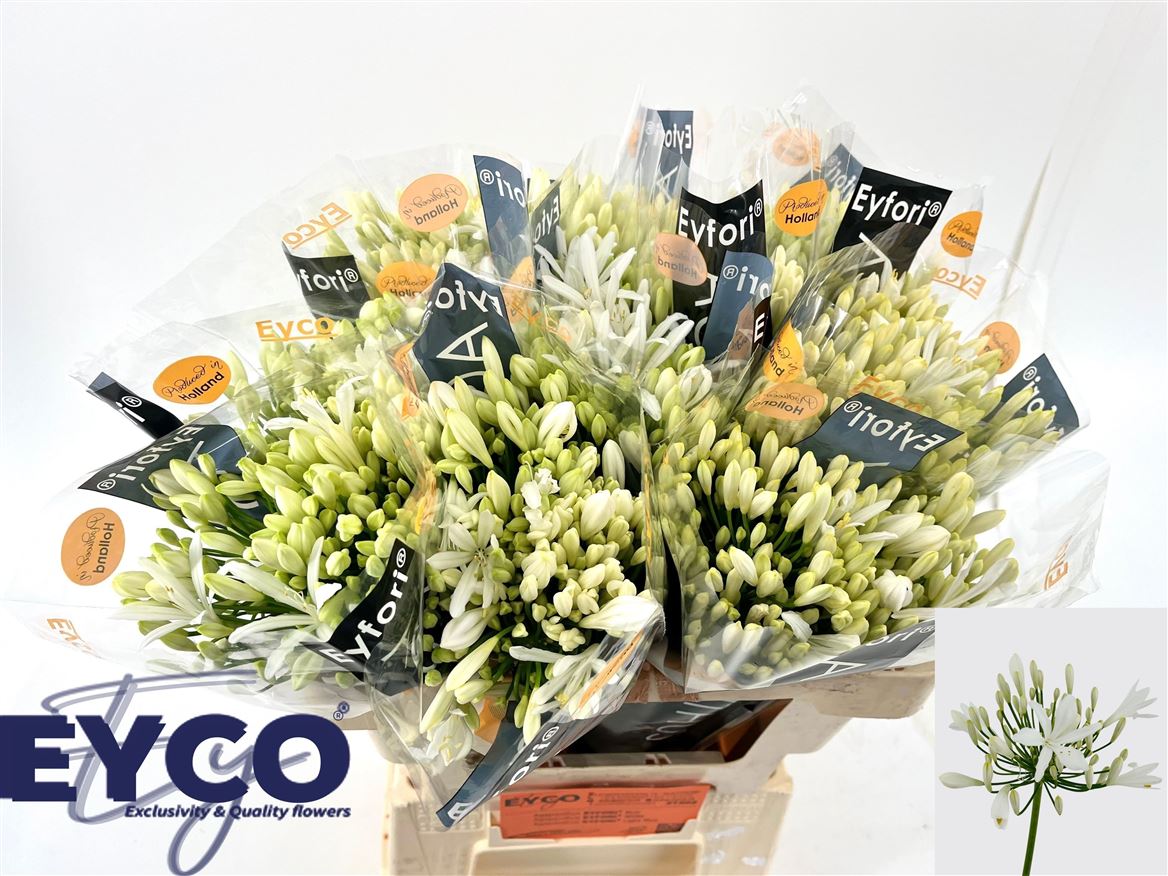 Agapanthus Eyfori White 50cm
