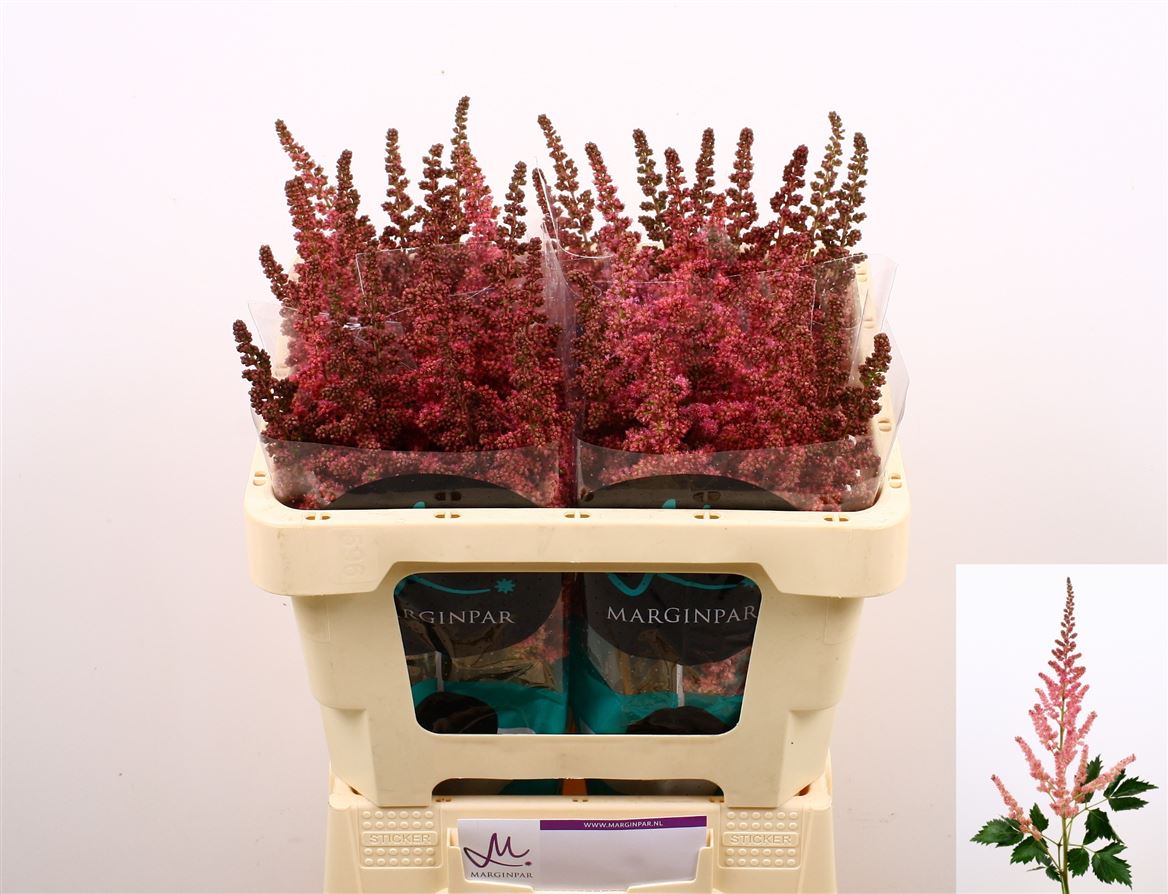 Astilbe Vision In Pink 55cm