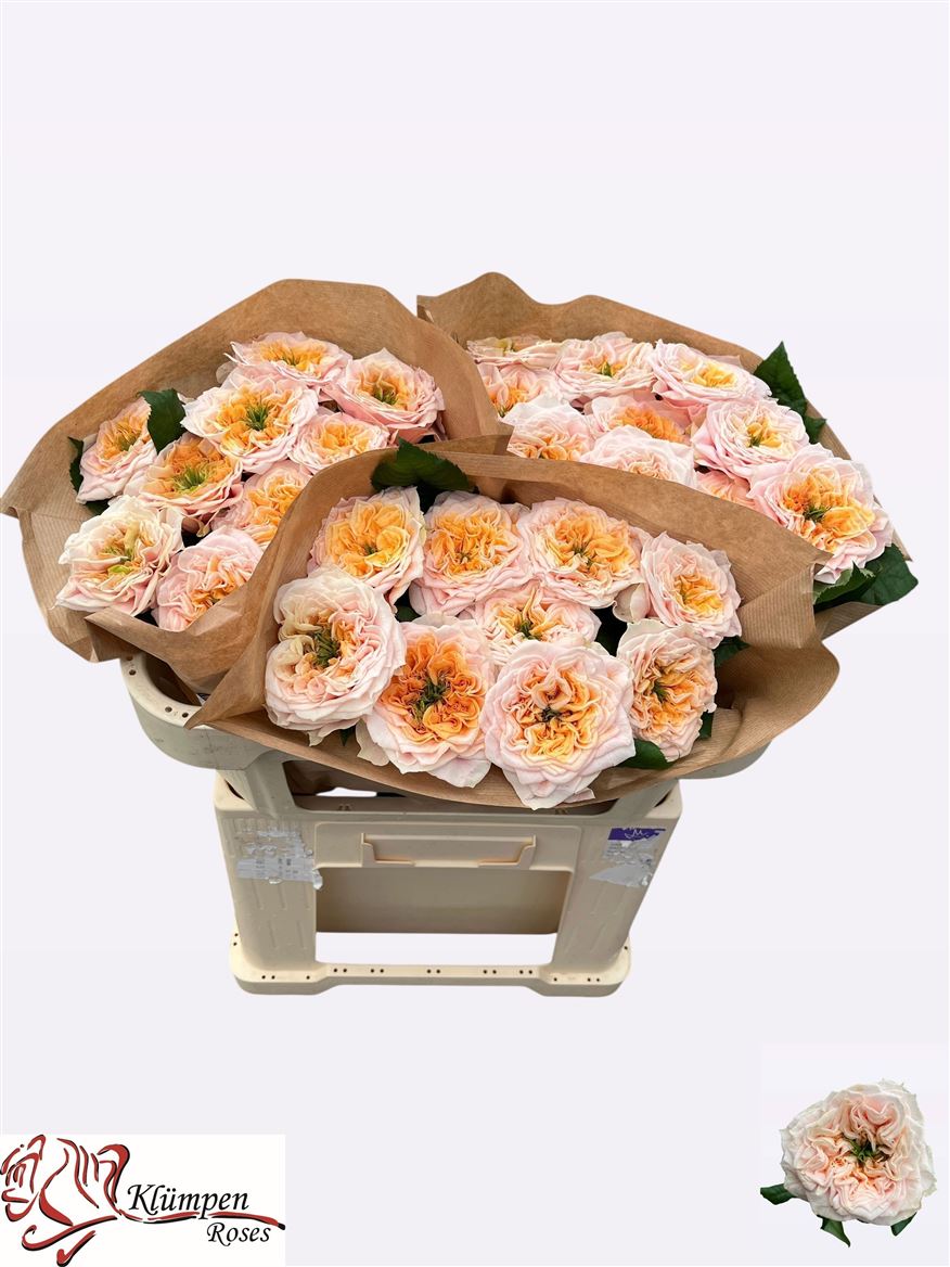 R Gr Sira Gardens! 60cm