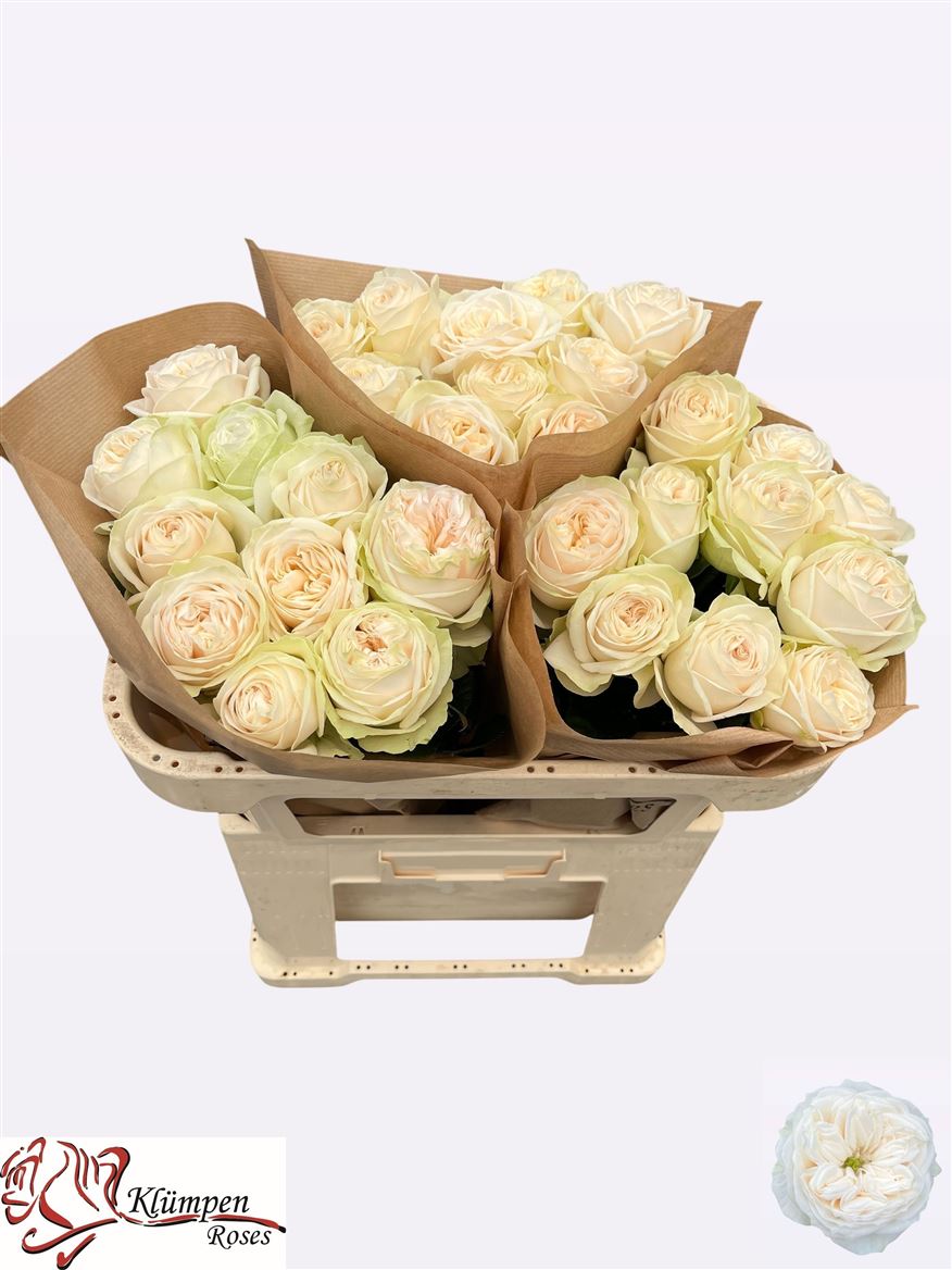 R Gr Asha Rose 60cm
