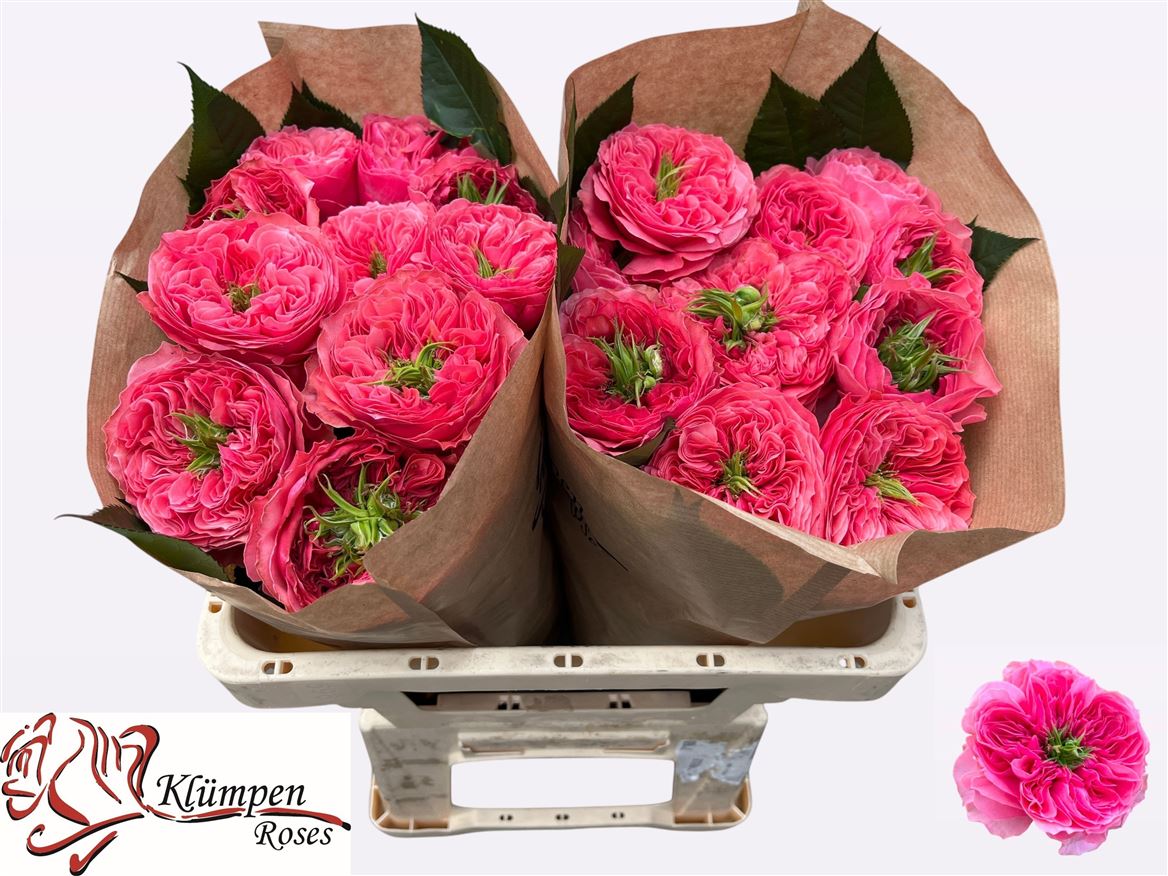 Rosa Garden Middleton! 50cm