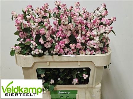 Sympho Mag R Ri Hood 70cm