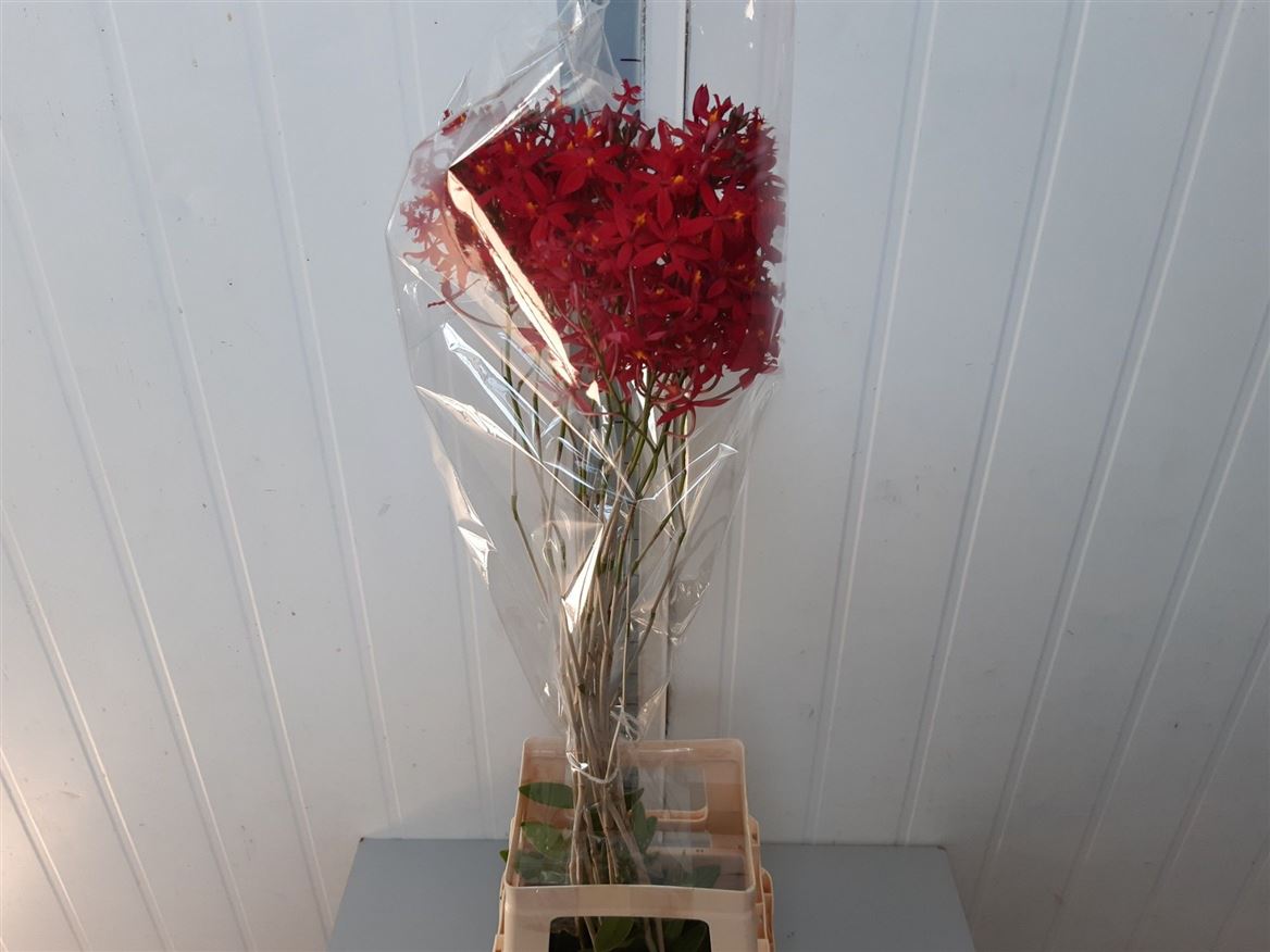 Orchide Nobile 100cm