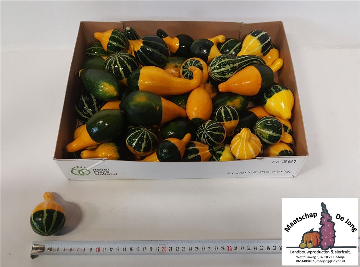 Cucurbita Pear Bicolor