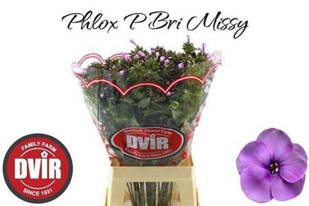 Phlox Bright Missy 70cm