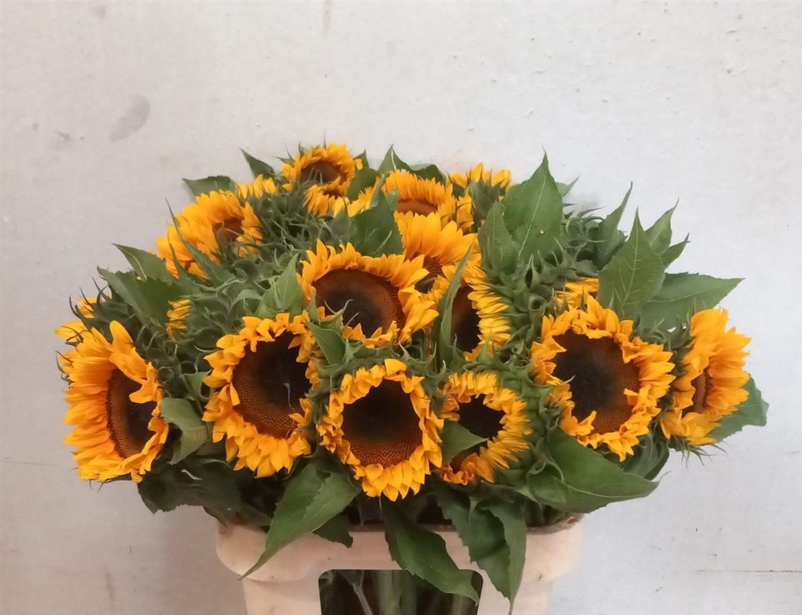Helianthus Sunrich Or 80cm 10Ø