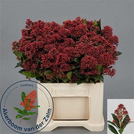 Skimmia Japonica Rubella 40cm
