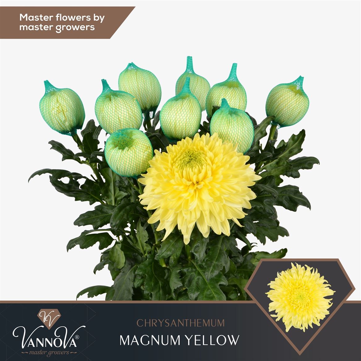 Chrys Single Magnum Yellow 70cm 105gram