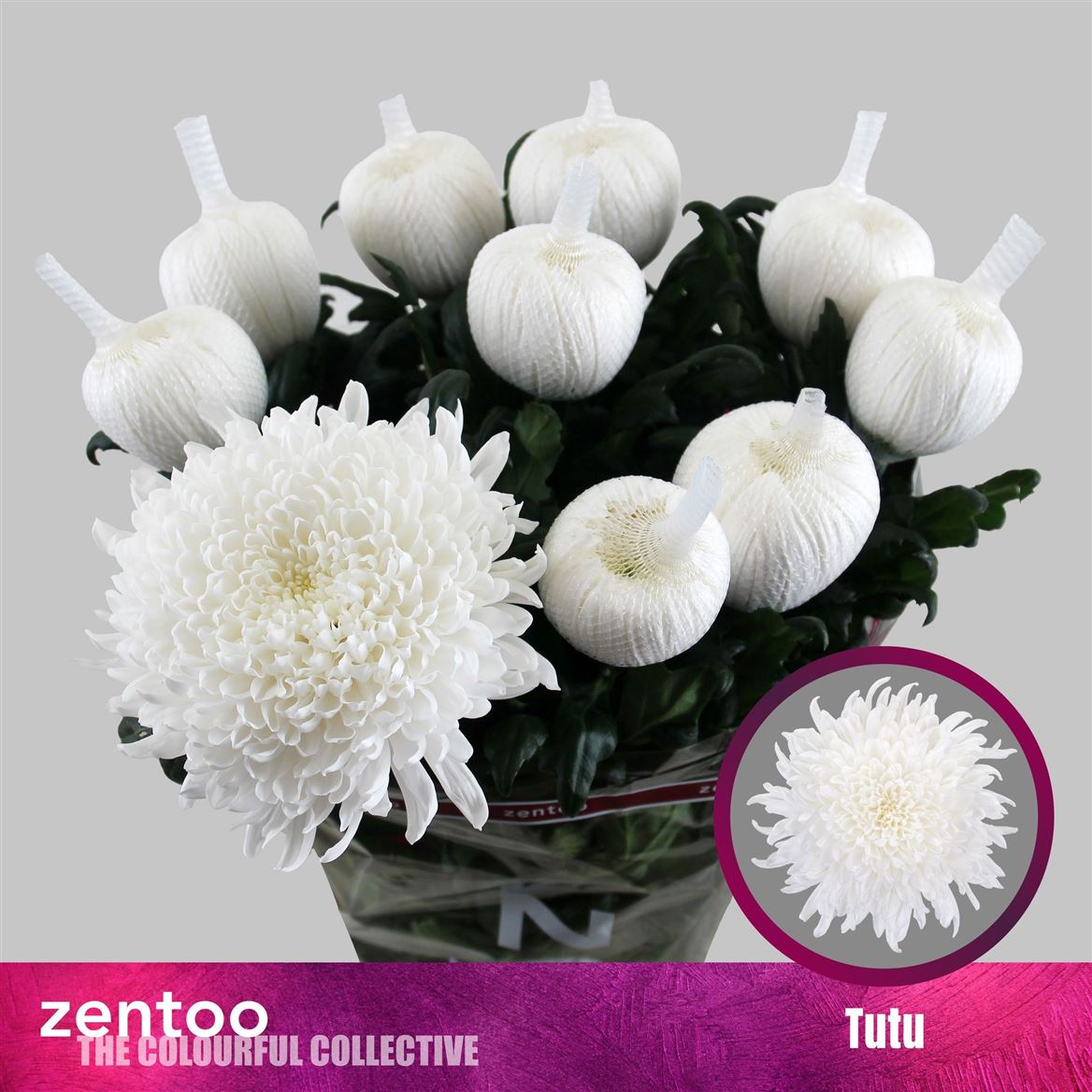 Chrysanth Single Tutu 70cm 110gr.