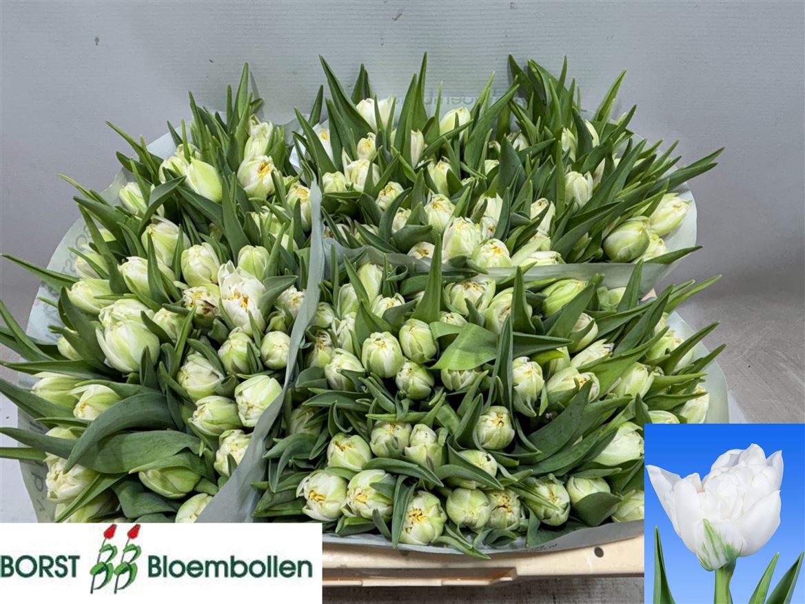 Tulipa Double Northcap 34cm 32gram