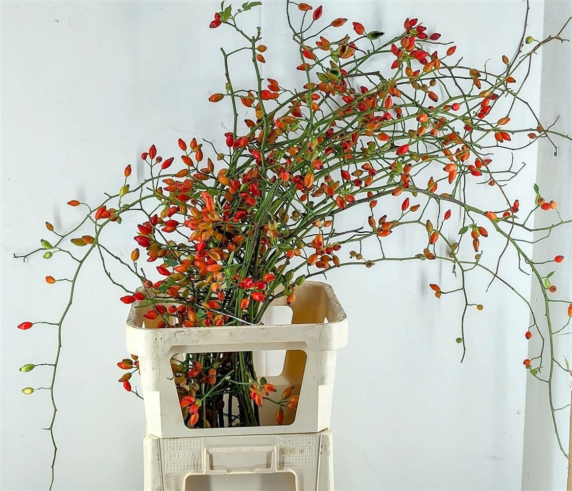 Rosa Zaffiro 100cm