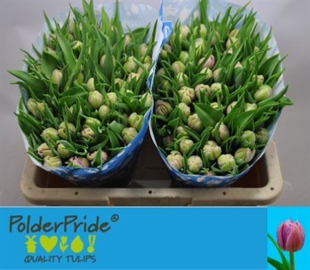 Tulipa Double Katinka 32cm 30gram