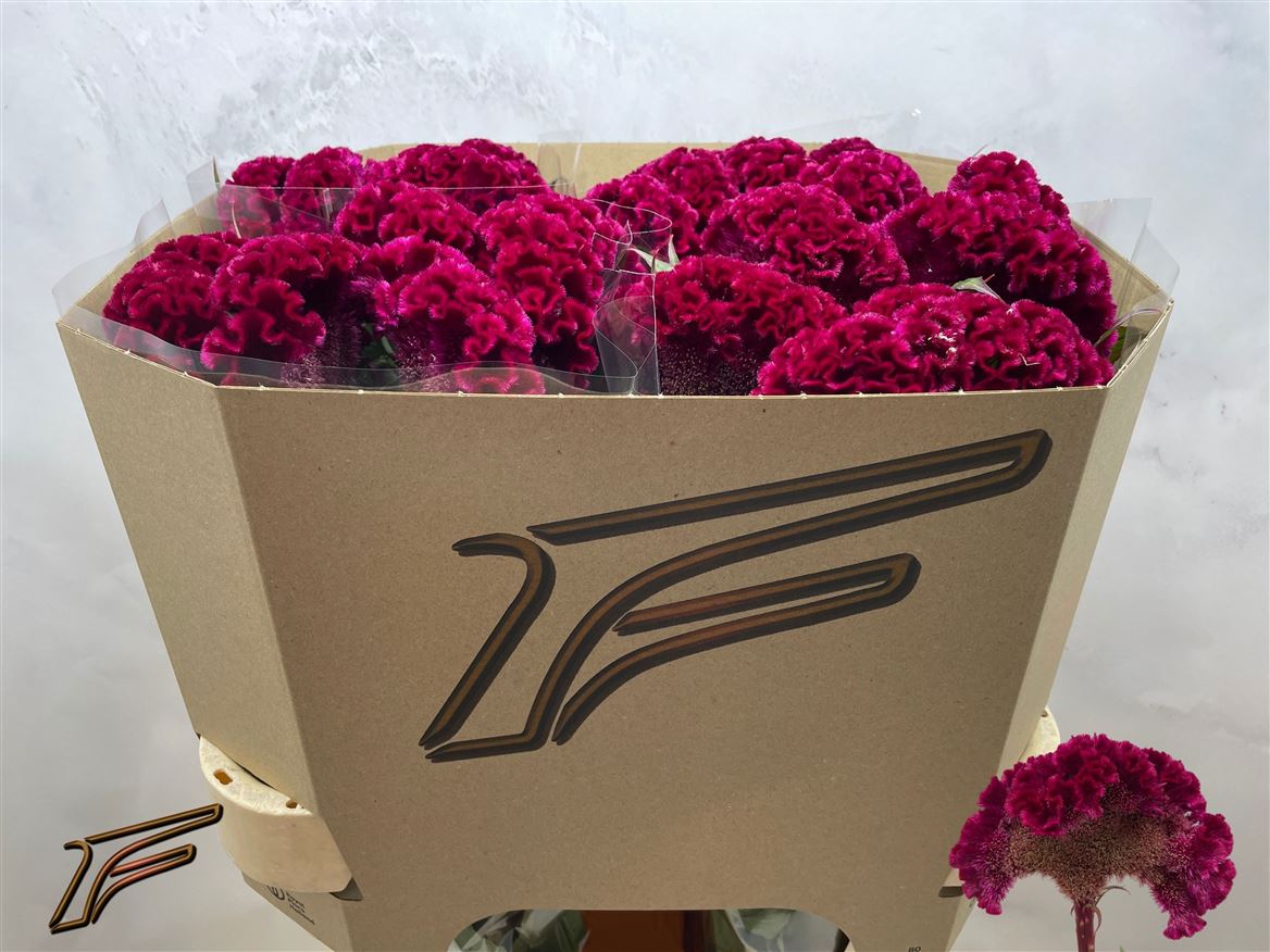 Celosia Red King 80cm