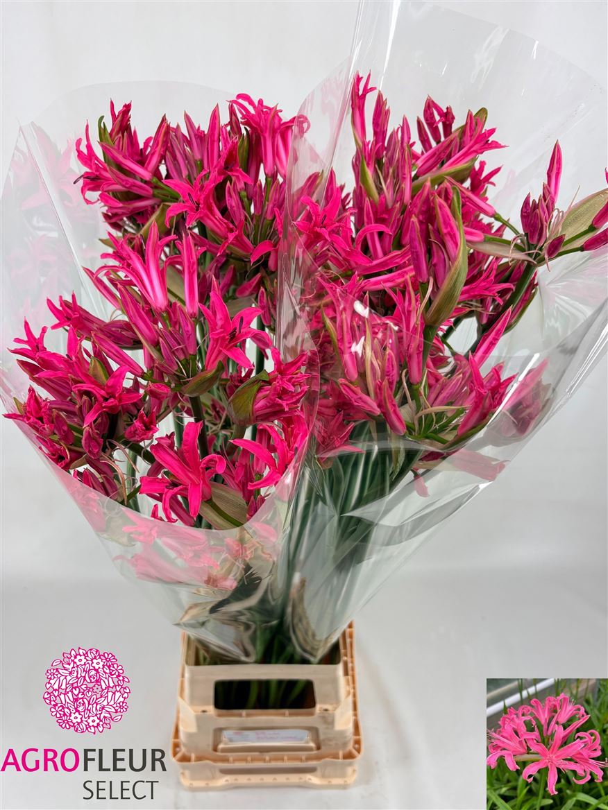 Nerine Asst 90cm