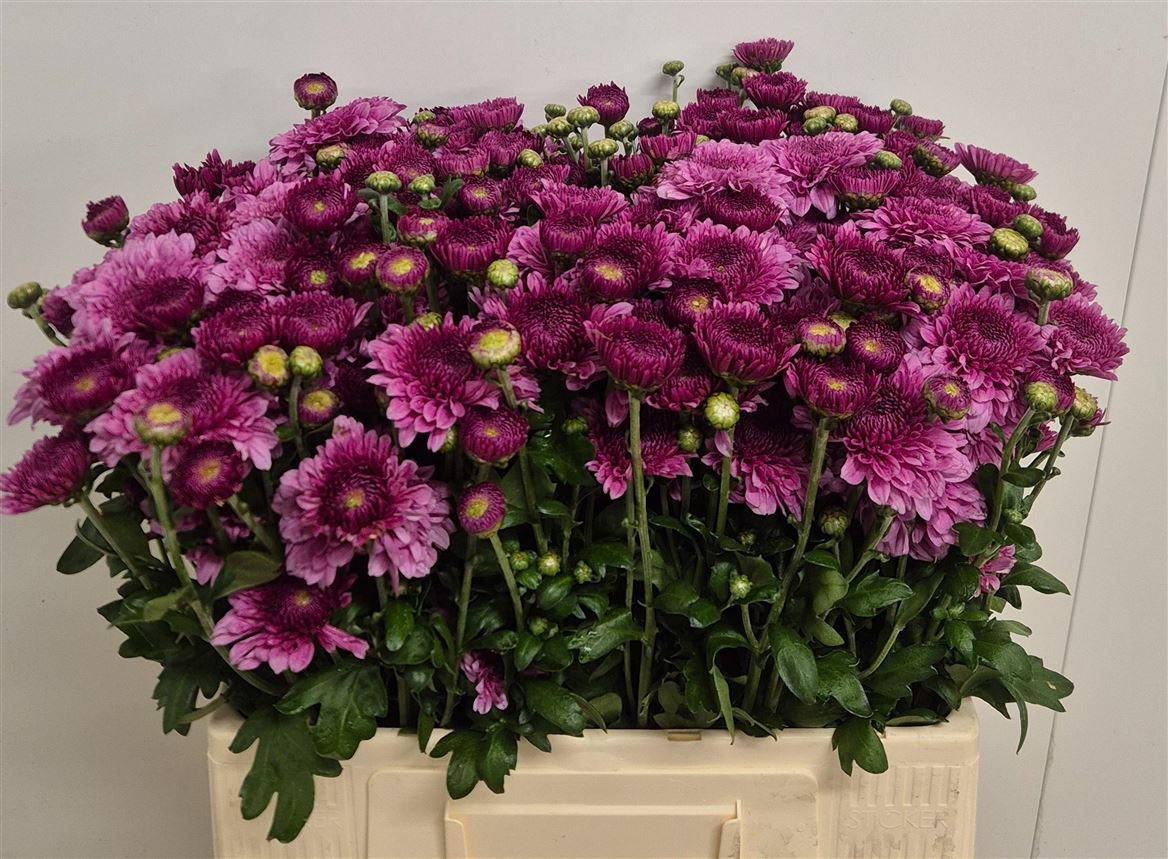 Chrys Spray Linda 60cm 50gram