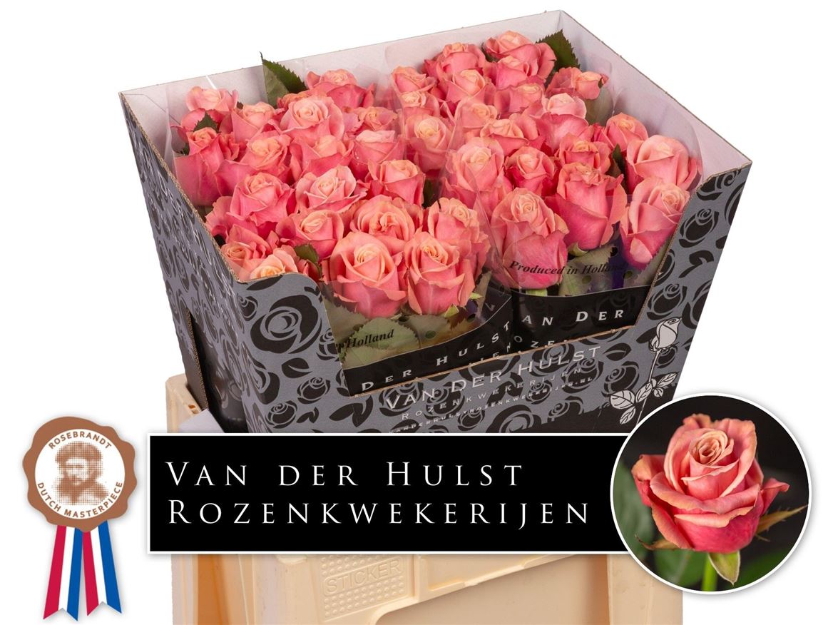 Rosa Adele 60cm