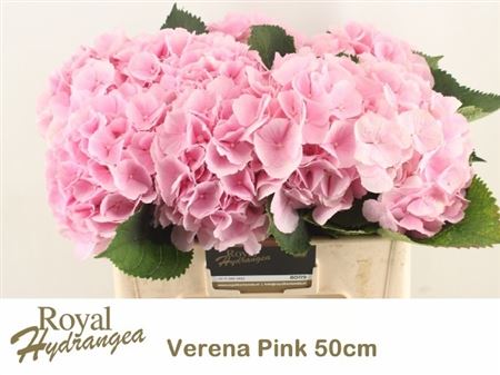 Hydrangea Verena Pink 50cm 18Ø