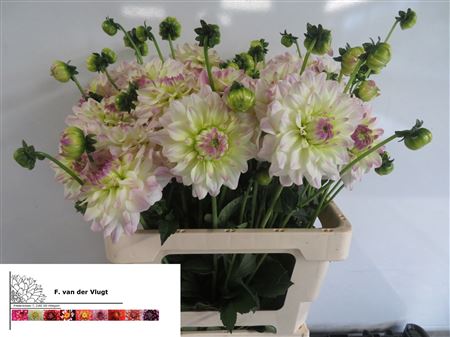 Dahlia Eveline Creme