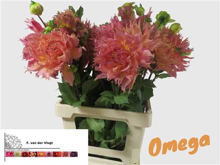 Dahlia Omega