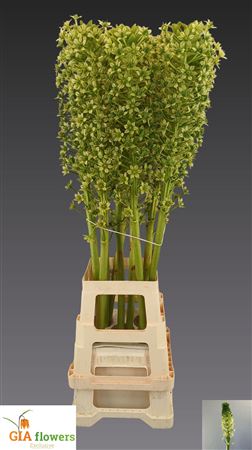 Eucomis P-e Goliath