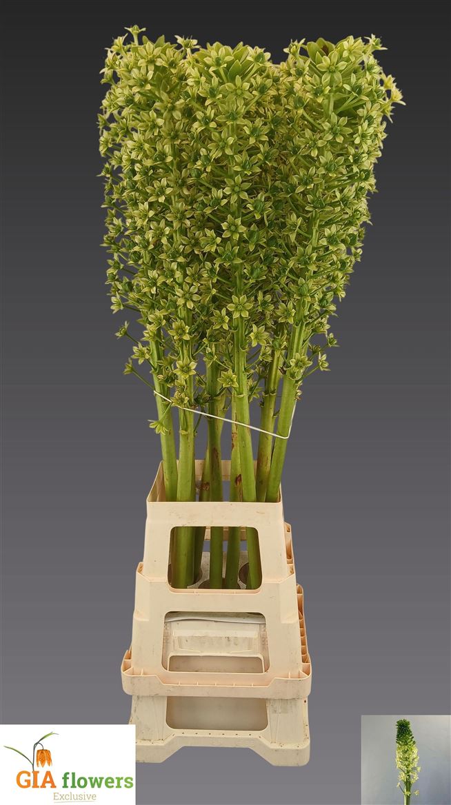 Eucomis Pole-Evansii Goliath 100cm