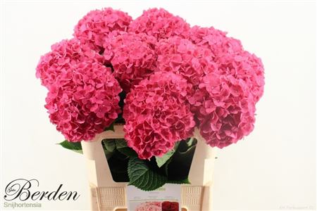 Hydrangea Glowing Alps Pink 80cm 20Ø