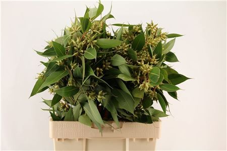 Euca Robusta Berry Fruits P Bunch