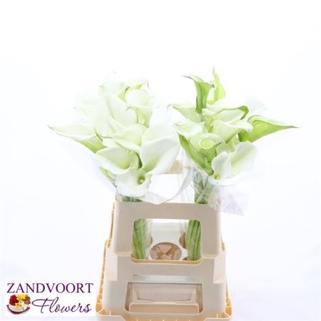Calla White Art 60cm