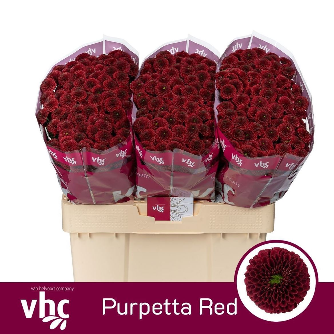 Chrys Santini Purpetta Red 55cm 100Ø