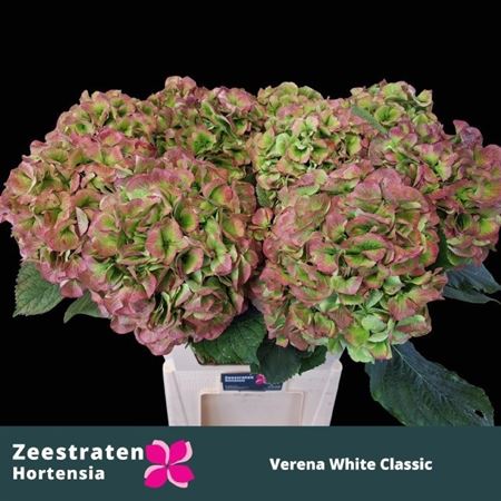 Hydrangea Verena Classic 80cm 22-24cm Hd
