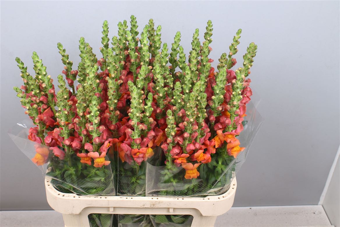 Antirrhinum Avignon Dark Orange 80cm
