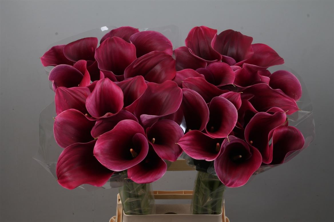 Calla Capt Promise 80cm