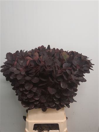 Coti C Royal Purple