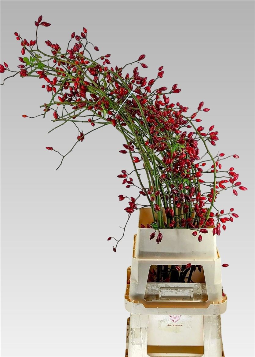 Rosa Zaffiro 130cm